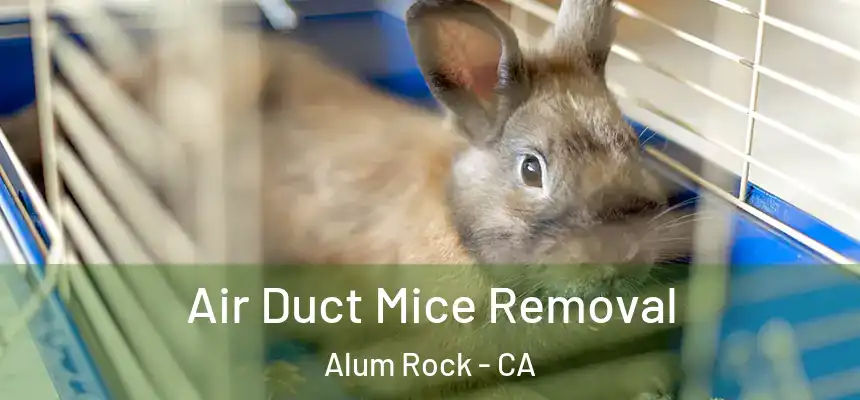  Air Duct Mice Removal Alum Rock - CA