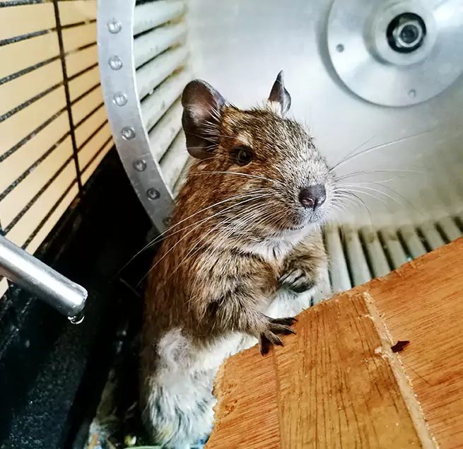 Why Homeowners & Businesses Trust Us Alum Rock, CA?